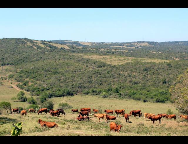 226HA FARM FOR SALE IN KOMGA RURAL